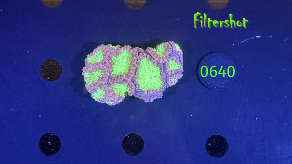 Blastomussa welsi WYSIWYG 0640