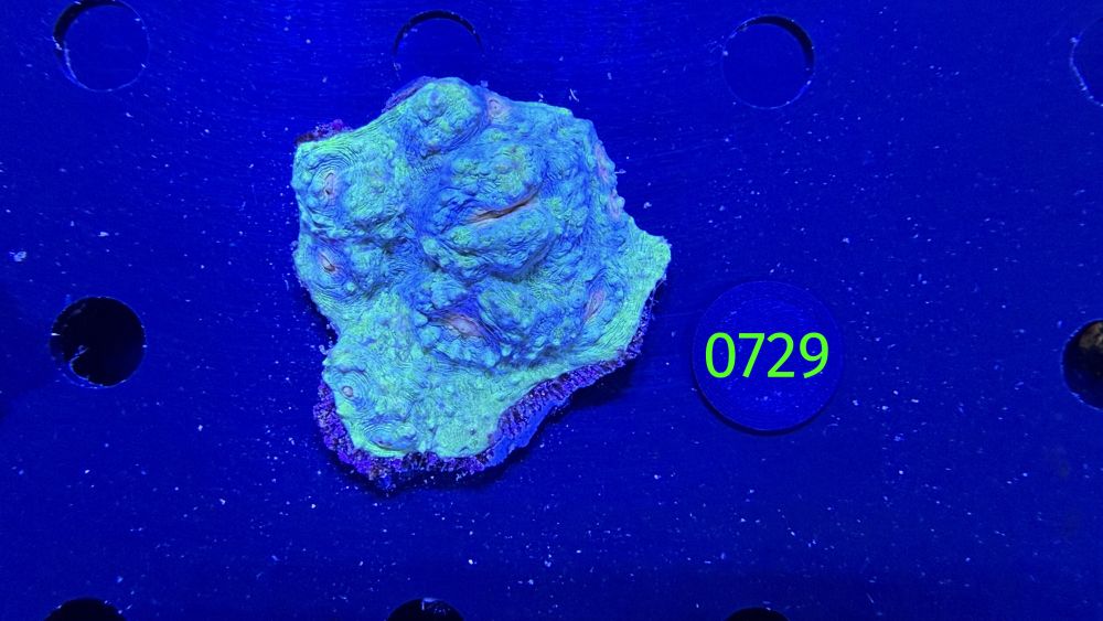 Echinophyllia/Chalice WYSIWYG 0729