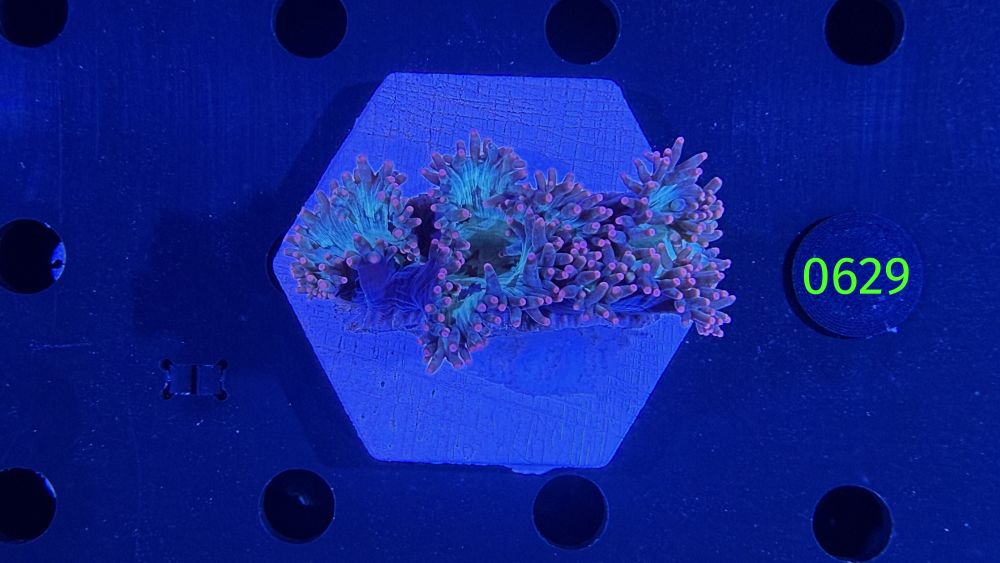 Catalaphyllia jardinei WYSIWYG 0629