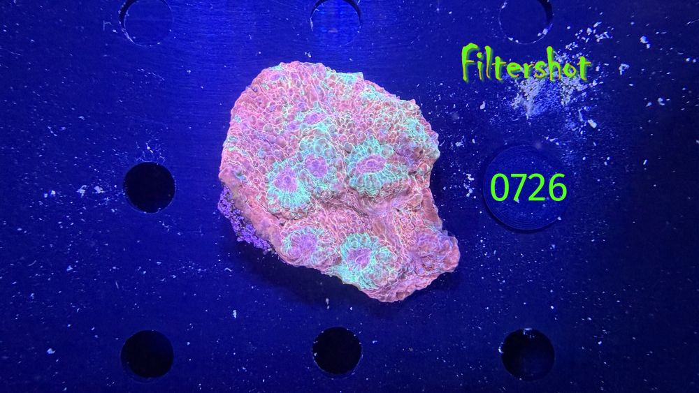 Echinophyllia/Chalice WYSIWYG 0726