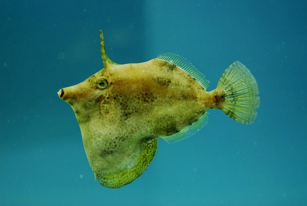 Monacanthus Ciliatus - Gesäumter Feilenfisch