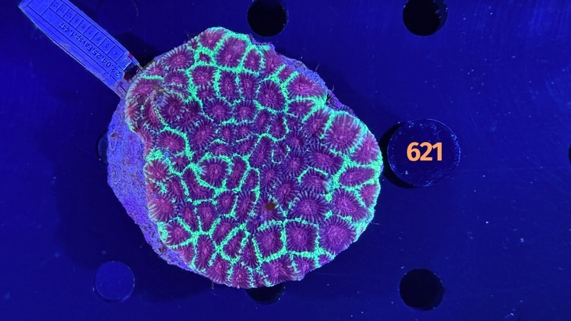 Favia sp. WYSIWYG 0621