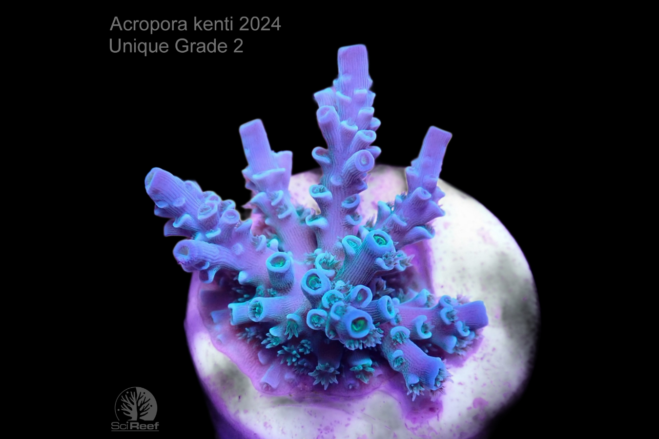 SciReef Acropora kenti Unique Grade 3 0300