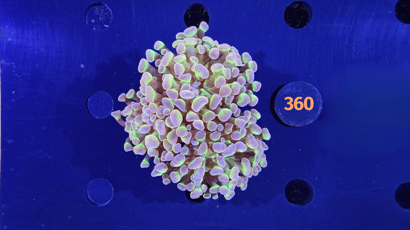 Euphyllia paraancora "Hologram" 0360