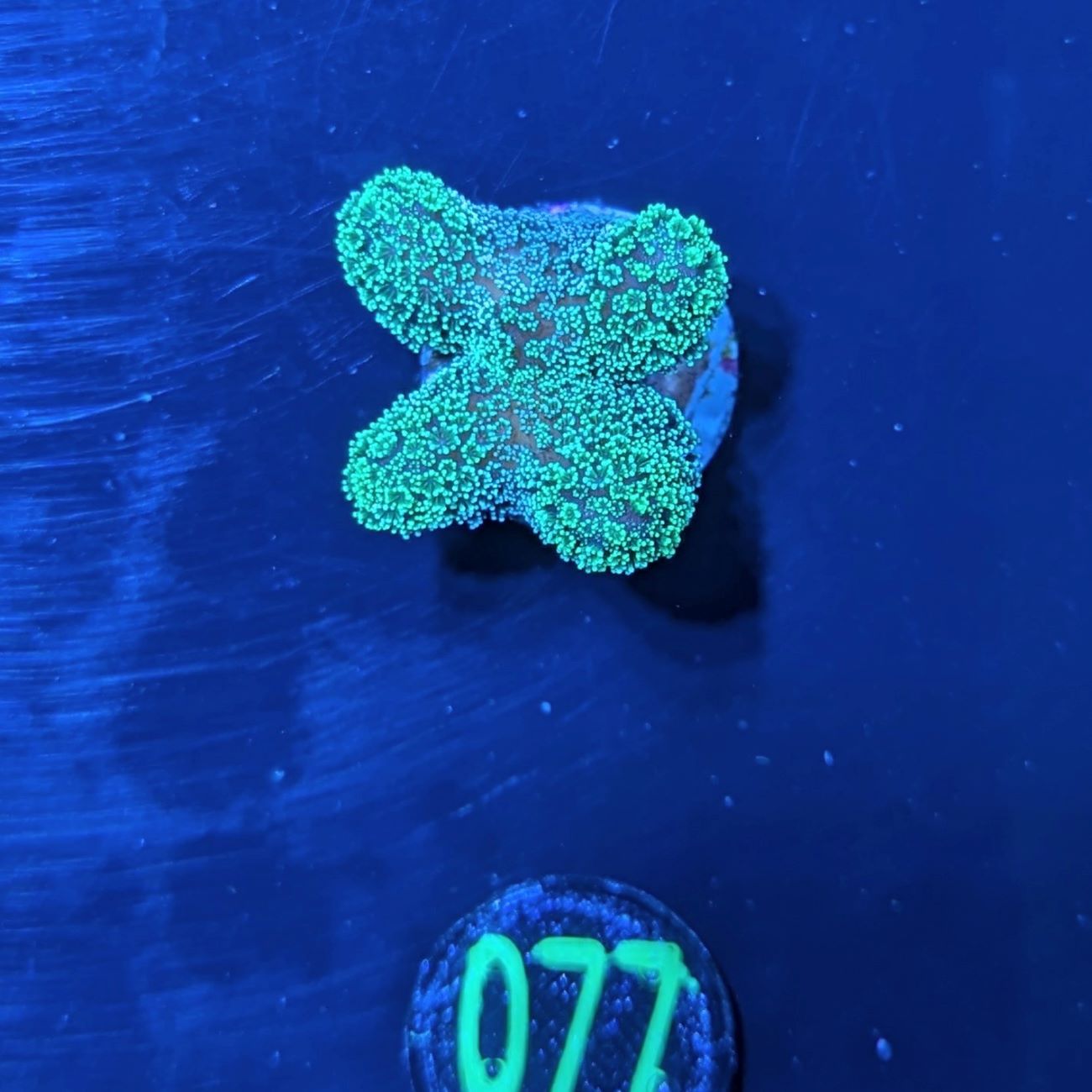 Stylophora pistillata - Fingerkoralle neongrün Deutsche Nachzucht 0077