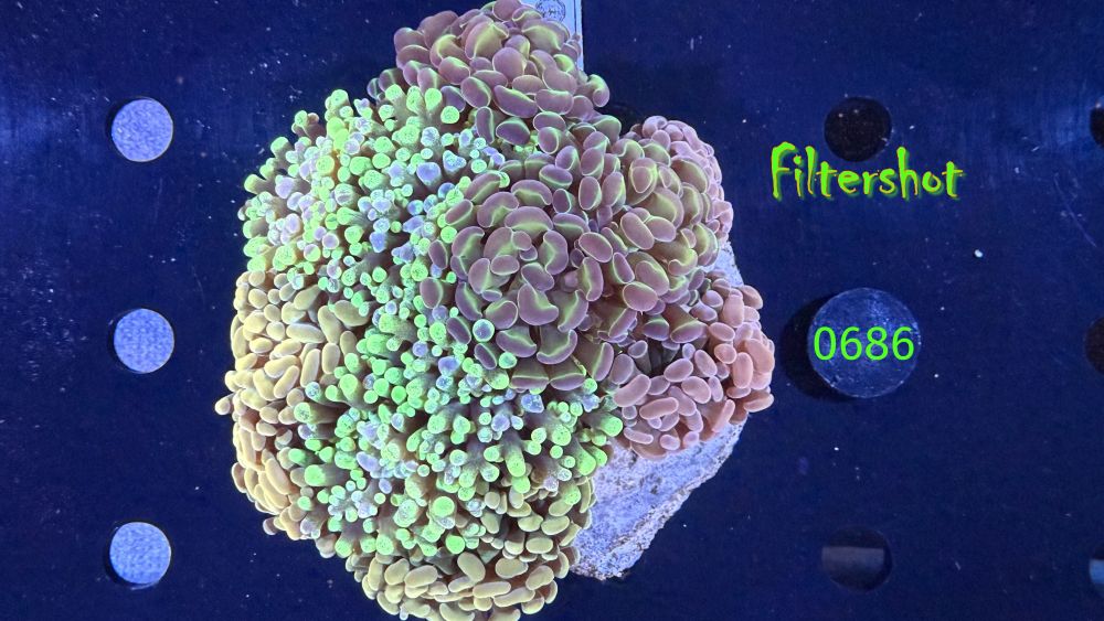 Euphyllia paraancora Kolonie WYSIWYG 0686