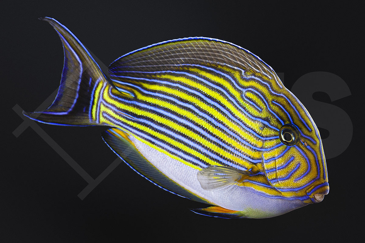 Acanthurus lineatus - Blaustreifen Doktorfisch