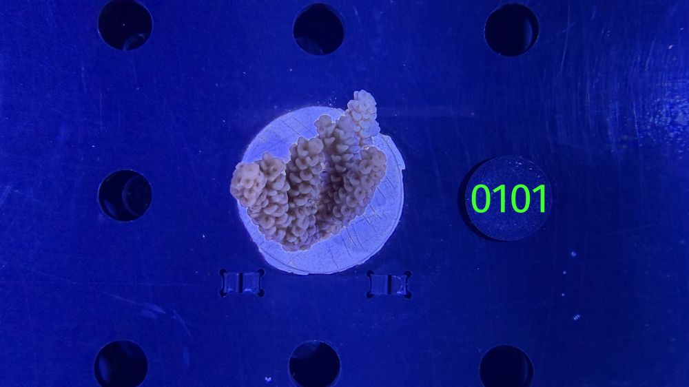 Acropora sp. WYSIWYG 0101