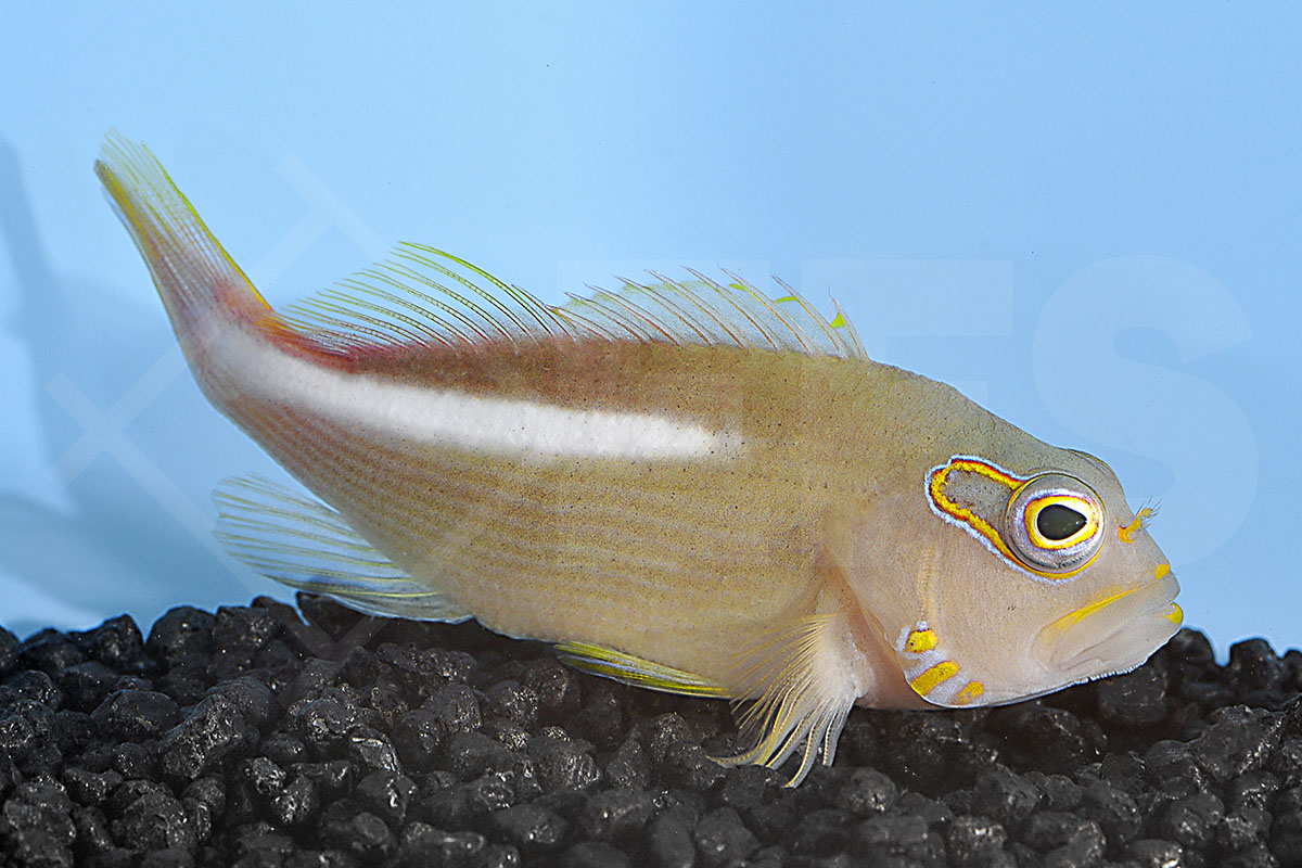 Paracirrhites arcatus - Monokel-Korallenwächter