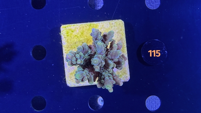 Acropora sp. WYSIWYG 0115