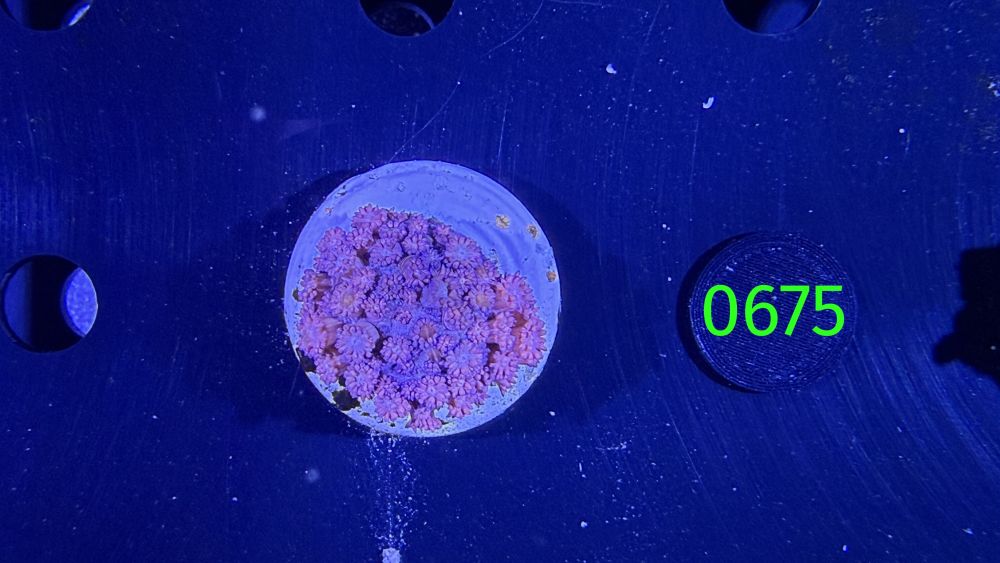 Goniopora sp. WYSIWYG 0675