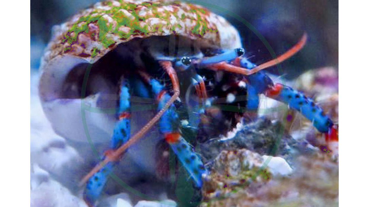 Calcinus elegans - Blauer Halloween Einsiedlerkrebs
