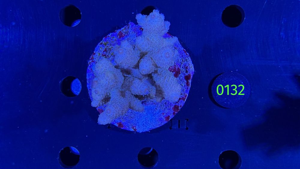 Acropora sp. WYSIWYG 0132