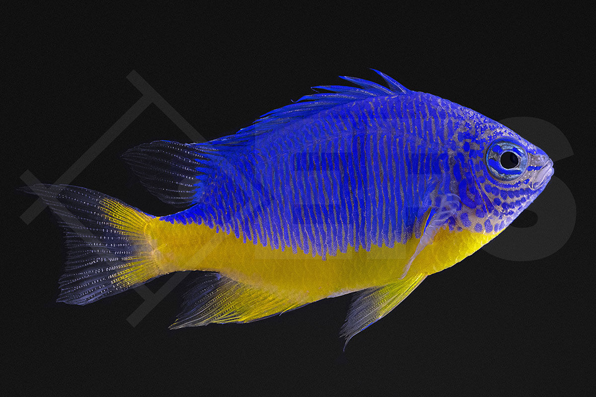 Chrysiptera hemicyanea - Azur Riffbarsch