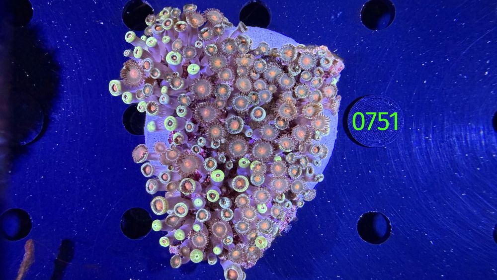 Zoanthus sp.  WYSIWYG 0751