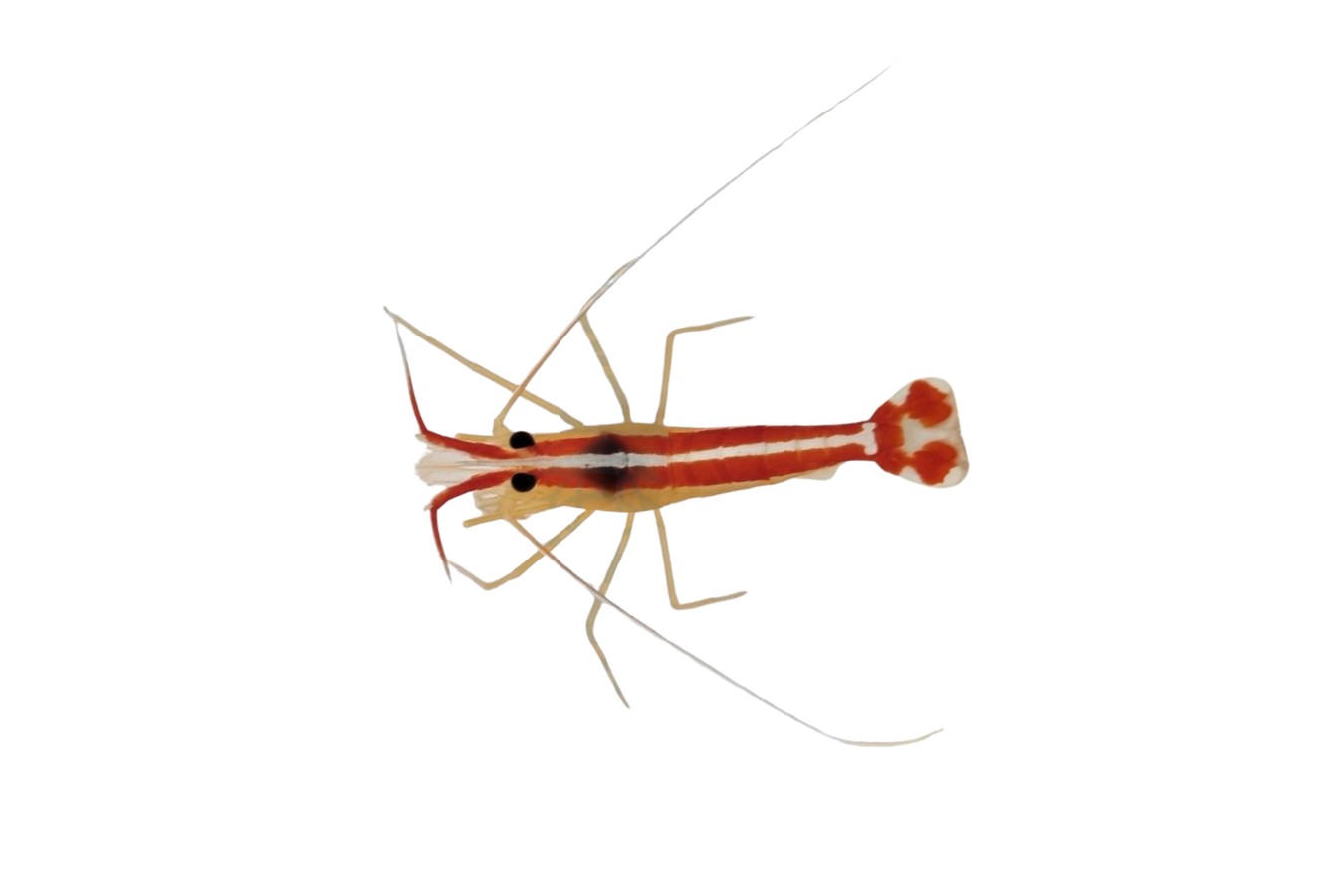 AKTION: Lysmata amboinensis - Weißband Putzergarnele groß 5-6 cm