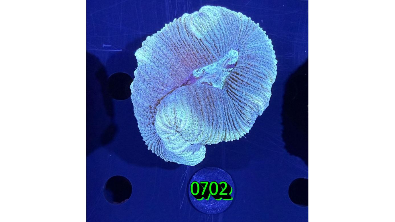 Trachyphyllia geoffroyi WYSIWYG 0702