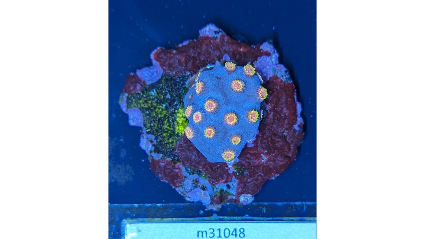 Cyphastrea sp. - Meterorschauer Koralle Lila/Roter Mund Deutsche Nachzucht 0019