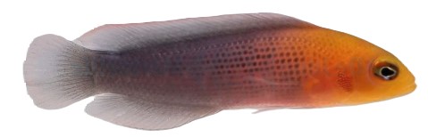 Pseudochromis dilectusi - Dilectus Zwergbarsch NZ