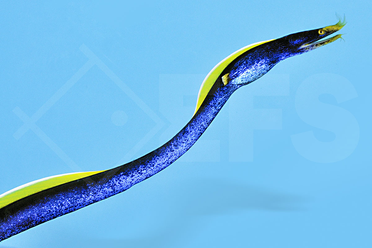 Rhinomuraena quaesita - Nasen-Muräne "blau" 25-30 cm