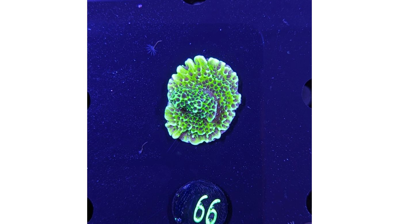 Montipora confusa - Kleinpolypige Steinkoralle Lila Polypen Deutsche Nachzucht 0066