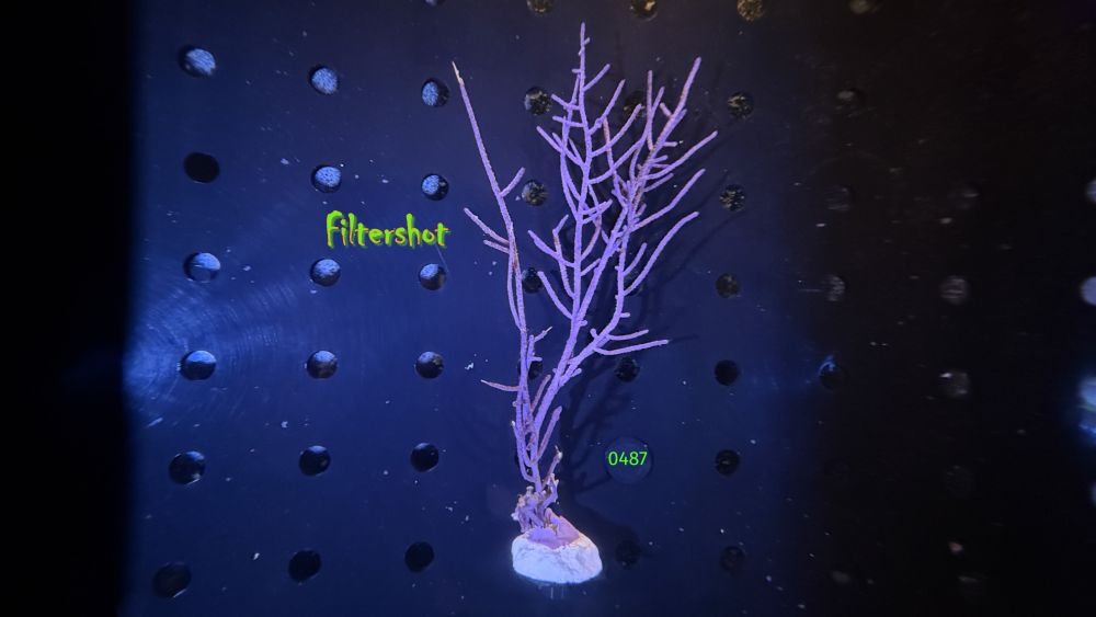 Pseudopterogorgia bipinnata - Blaue Meerfeder WYSIWYG 0487