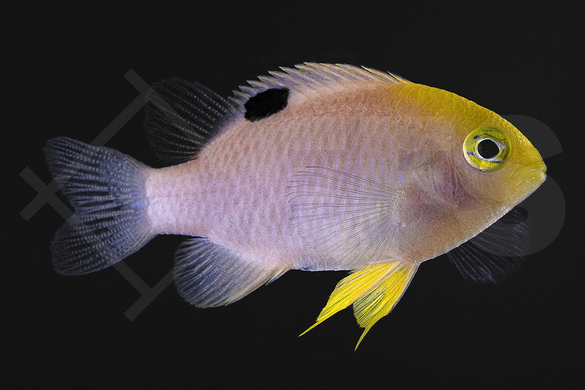 Chrysiptera talboti - Talbot´s Demoiselle