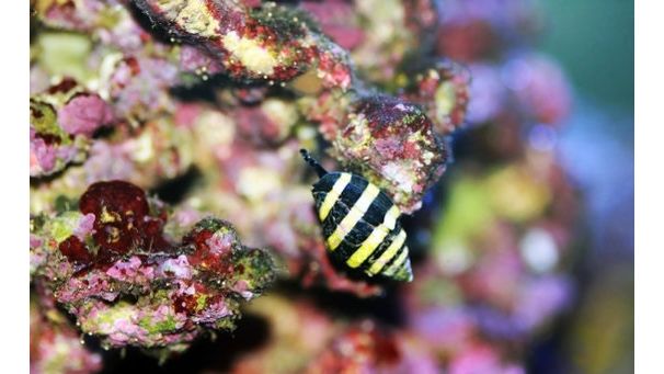 Engina Mendicaria - Hummelschnecke