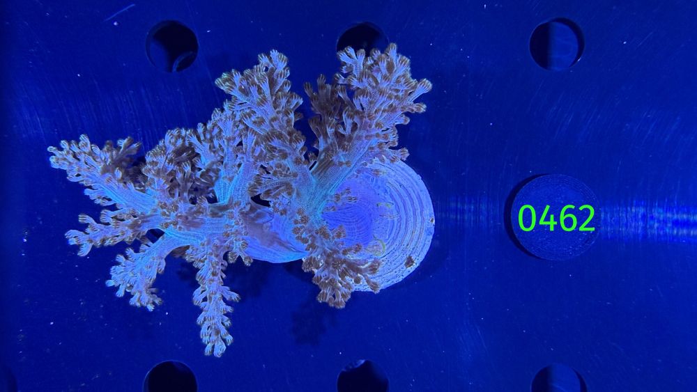 Capnella sp. - Bäumchenweichkoralle PPNZ 0462