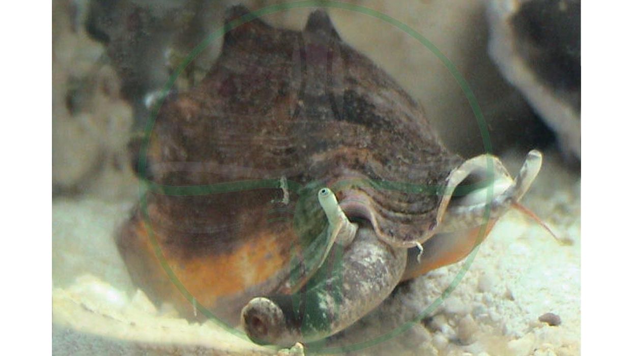 Strombus alatus - Florida Fechterschnecke