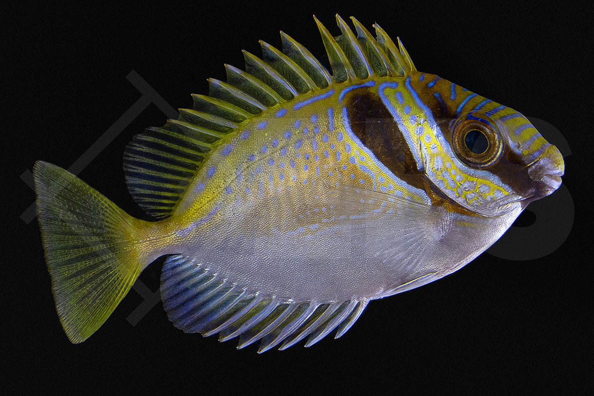 Siganus virgatus - Kopfband Kaninchenfisch