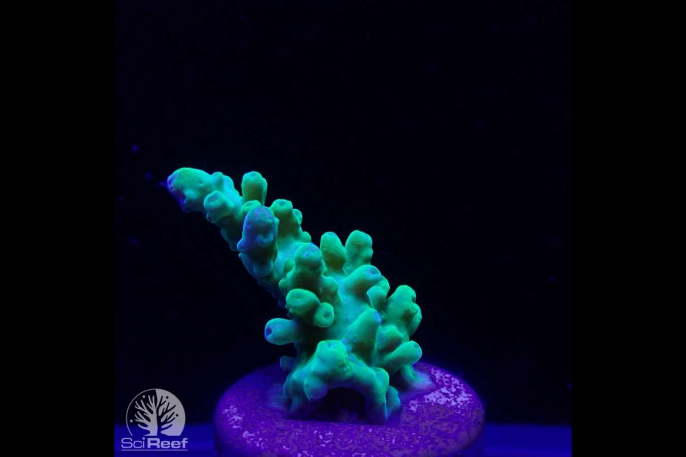 SciReef Acropora austera TWIN Grade 1 0295