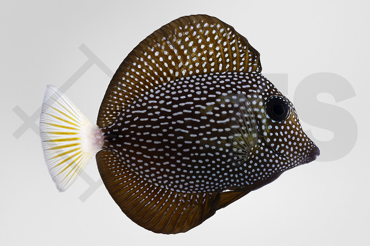 Zebrasoma gemmatum - Mauritius Segelflossen Doktorfisch Zebrasoma gemmatum - Mauritius Segelflossen Doktorfisch