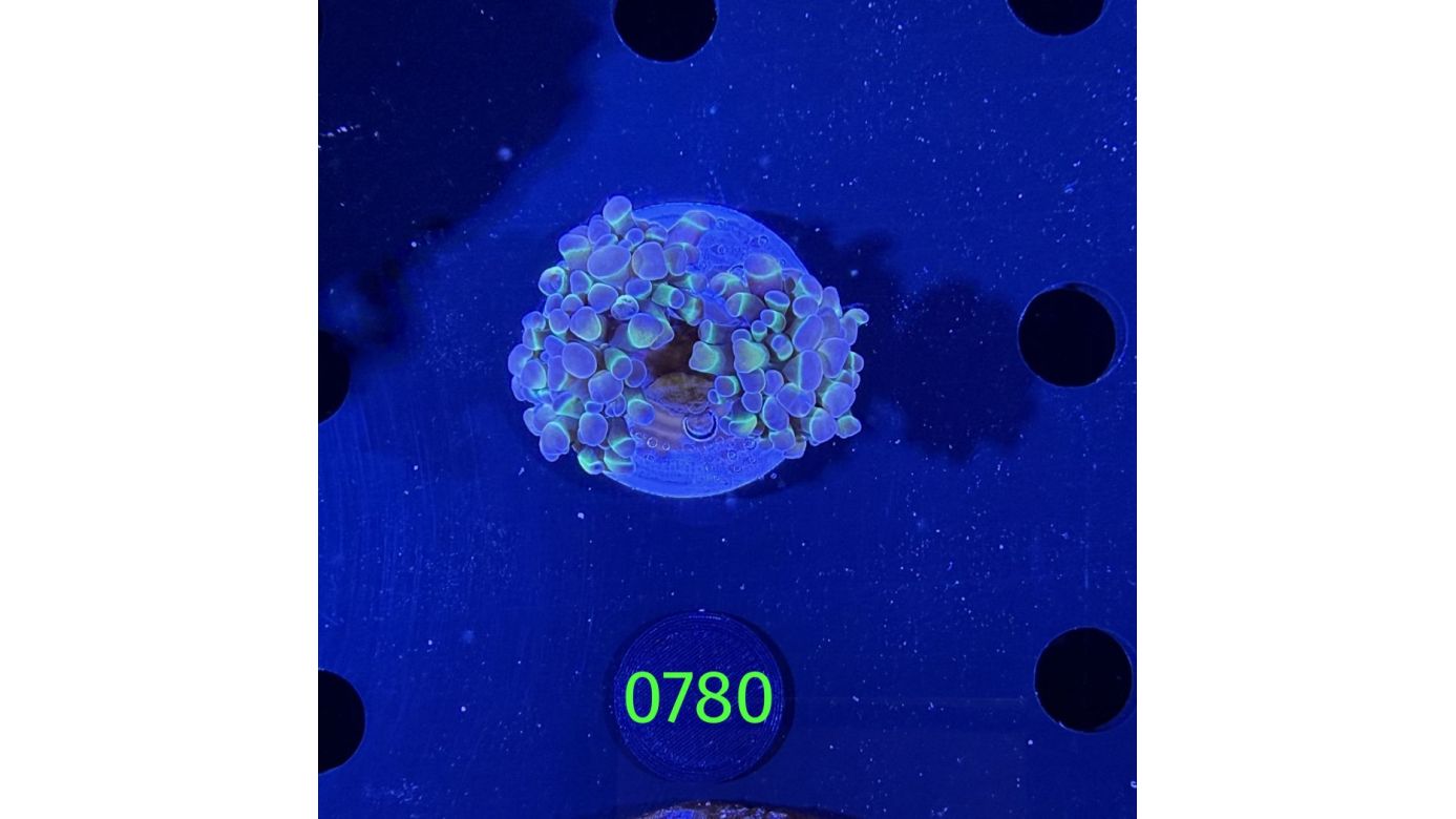 Euphyllia paraancora WYSIWYG 0780