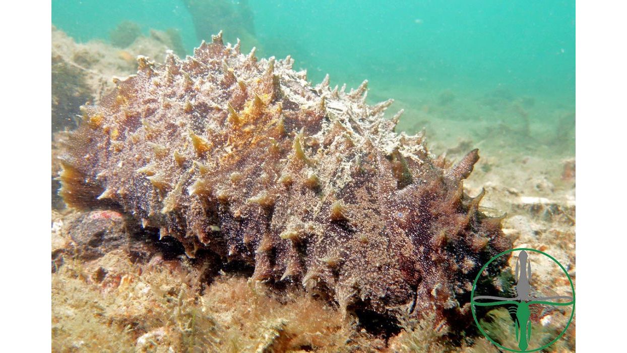 Dolabella auricularia (Seehase)