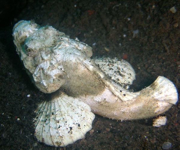 Scorpaenopsis diabolus - Buckel-Scorpionfisch