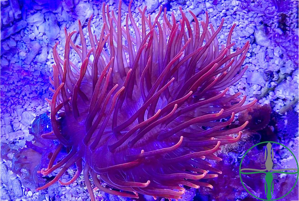 Entacmaea quadricolor - Kupferanemone Rot Nachzucht