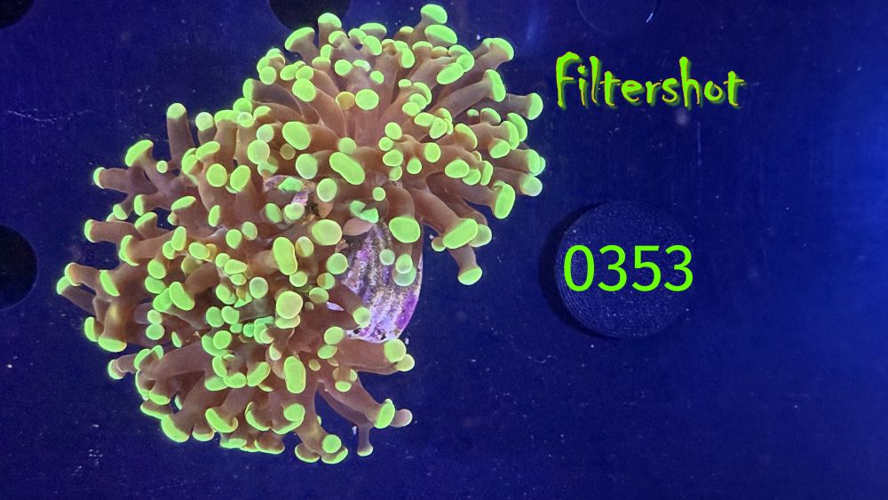 Euphyllia paraancora - 2 Kopf "grün" Deutsche Nachzucht 0353