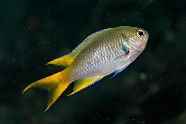 Neopomacentrus nemurus - Smaragd Demoiselle