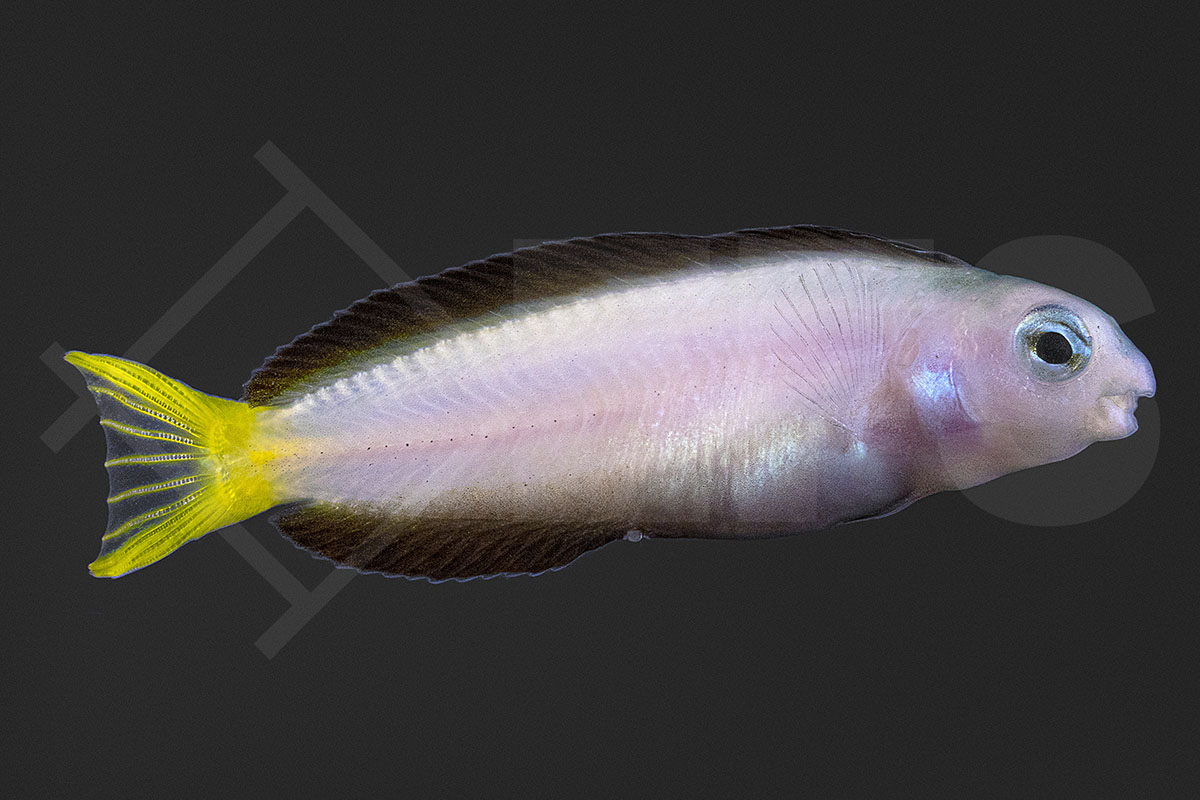 Meiacanthus mossambicus - Afrikanischer Leierschwanz Schleimfisch NZ