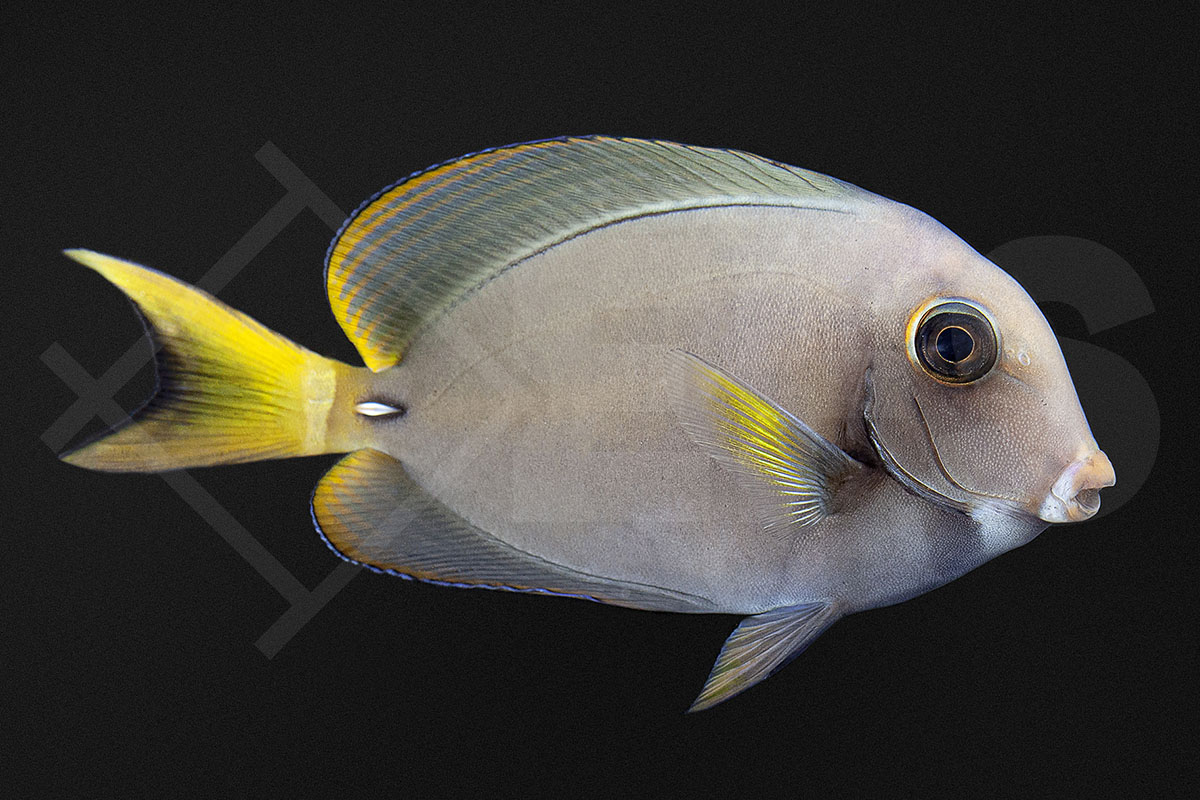Acanthurus leucocheilus - Weisslippen Doktorfisch