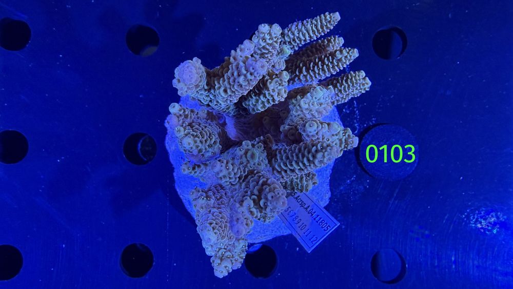 Acropora sp. WYSIWYG 0103