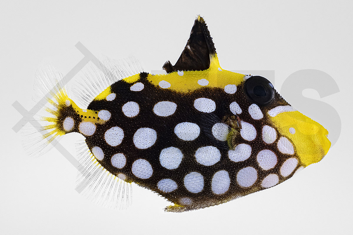 Balistoides conspicillum - Leopardendrücker