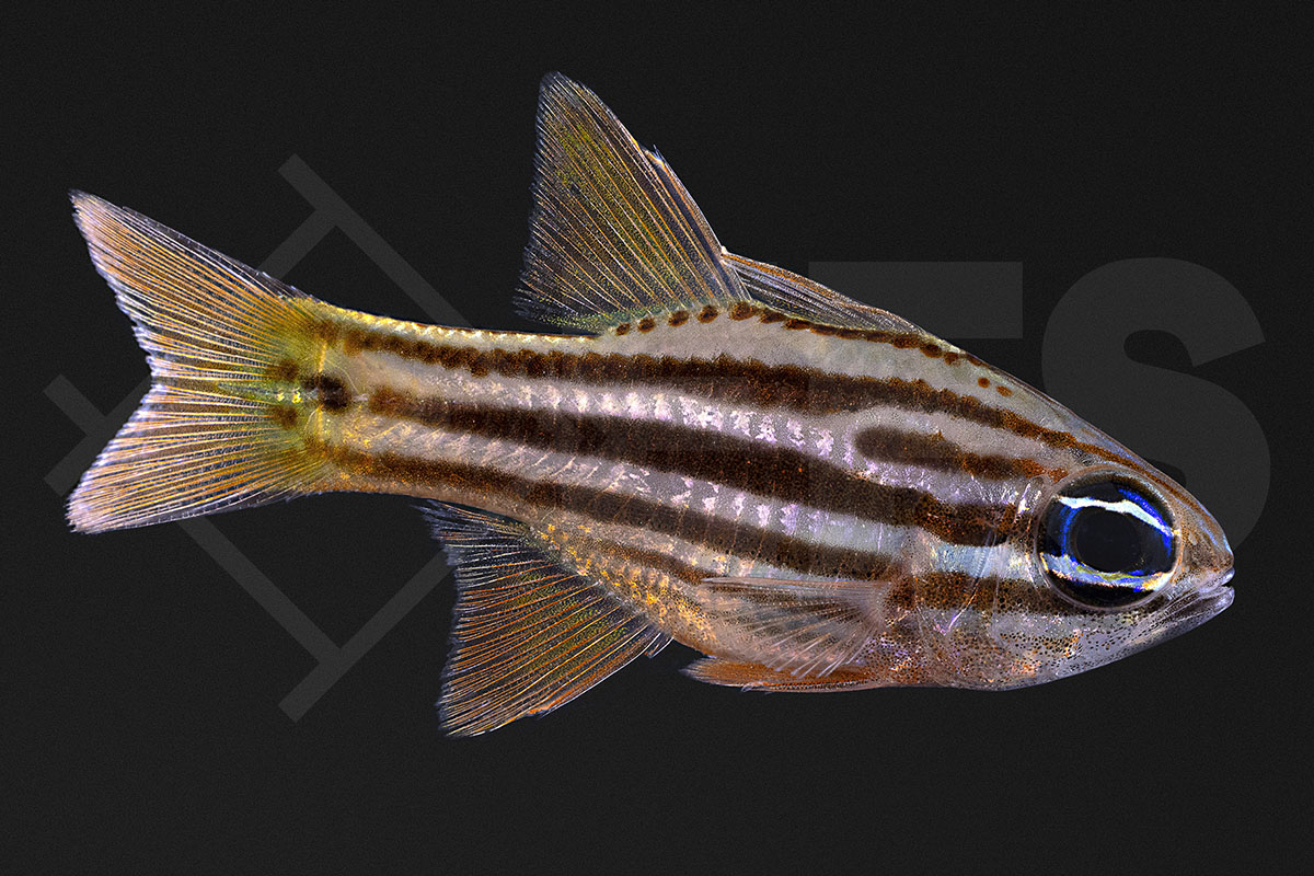 Ostorhinchus compressus - Doppelstreifen-Kardinalbarsch