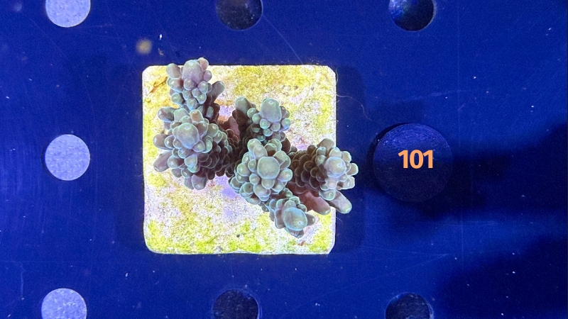 Acropora sp. WYSIWYG 0101