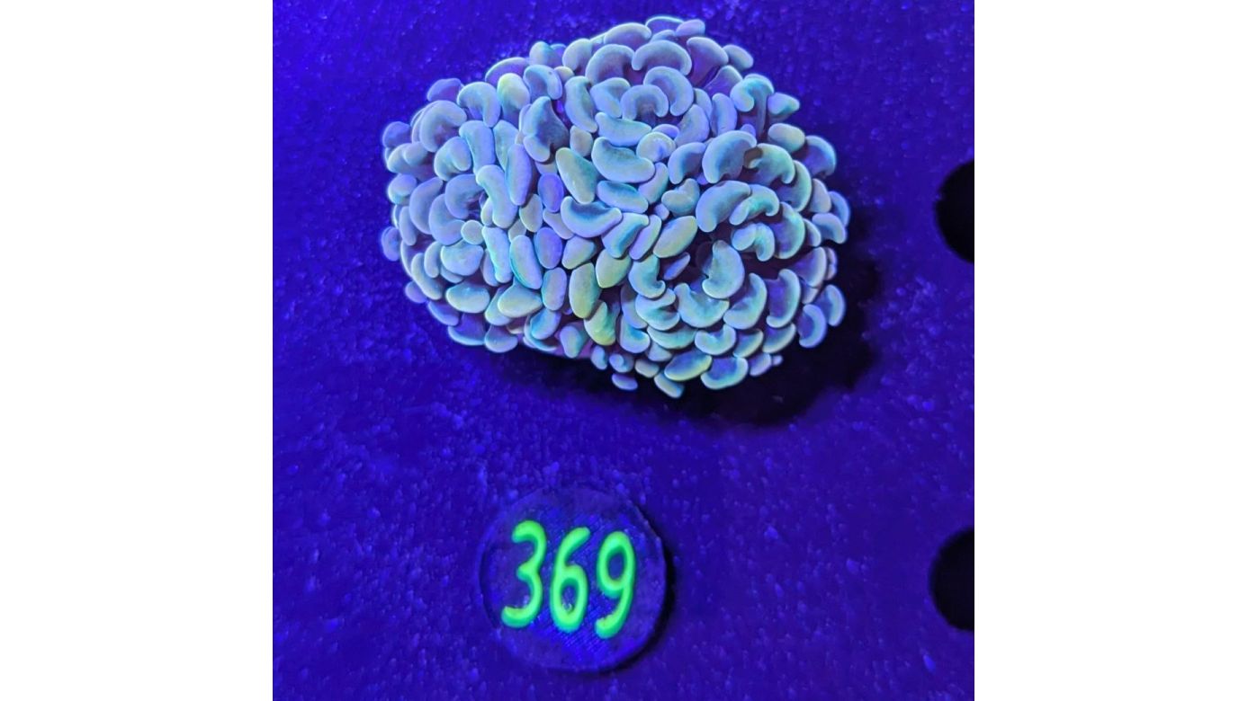 Euphyllia paraancora 2 Kopf "gold" 0369