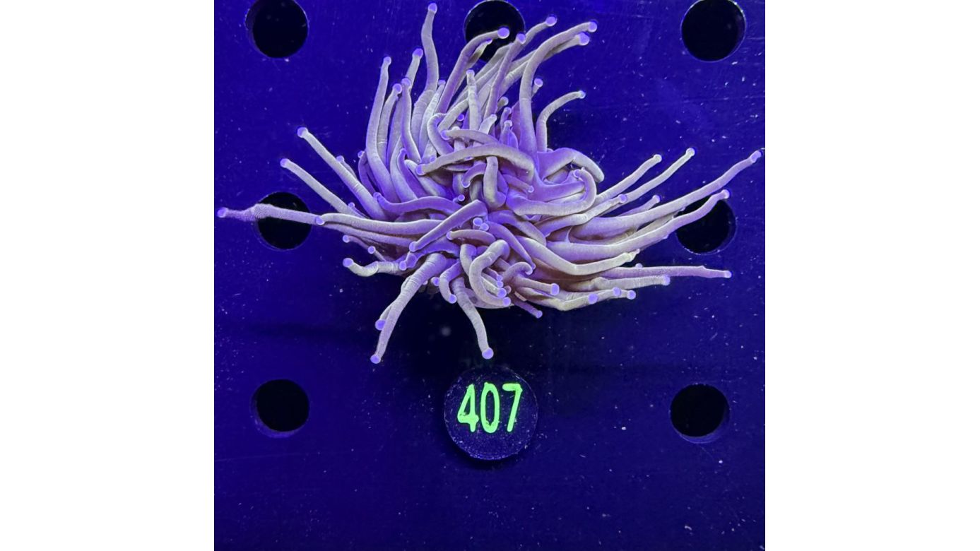 Euphyllia glabrescens - Fackelkoralle Torch 0407