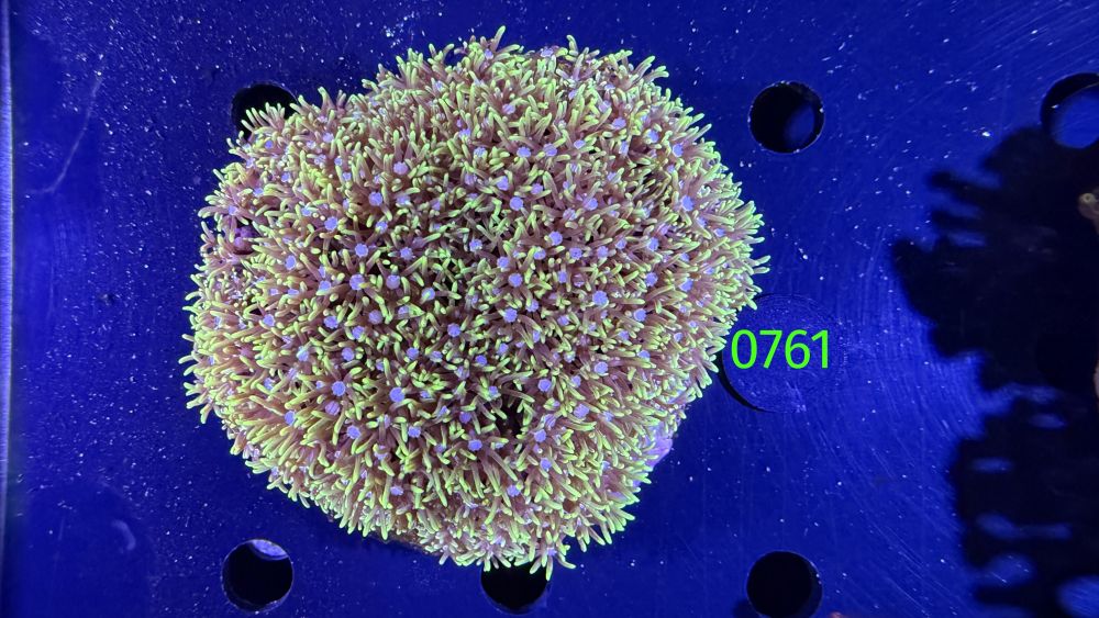 Briareum sp. - WYSIWYG 0761