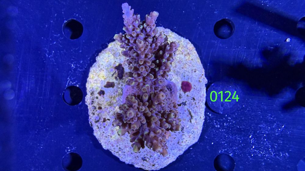 Acropora sp. WYSIWYG 0124