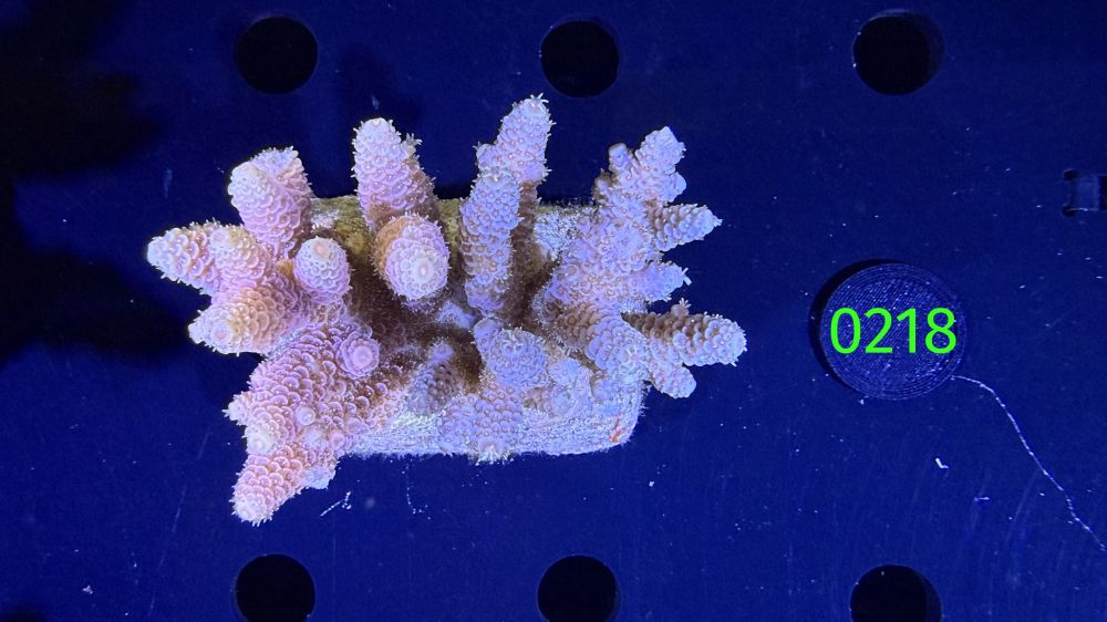 Acropora sp. WYSIWYG 0218